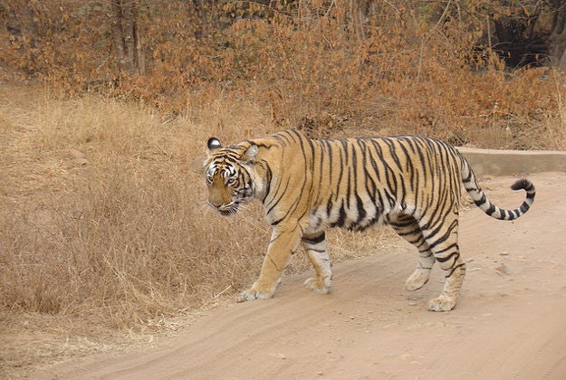 A wild tiger in Ranthambore National Park, India.