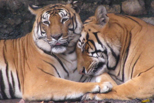 Two tigers at Kathmandu zoo, Nepal.