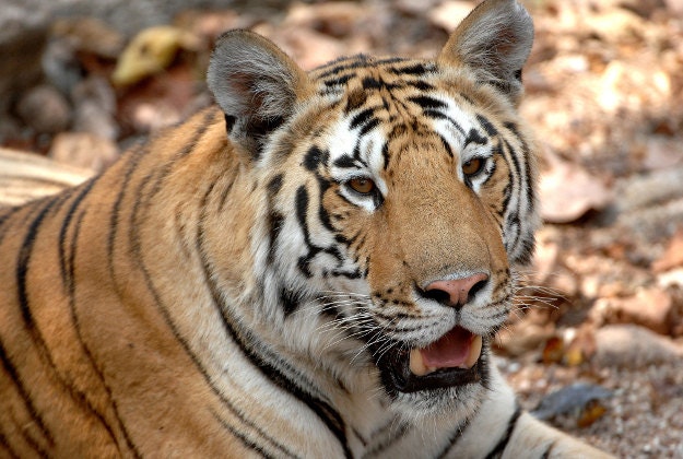 Tigers are coming into increasing contact with humans.