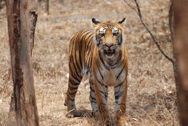 A bengal tiger, Karnataka, India.