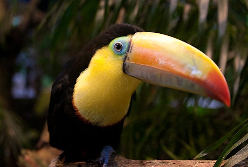 Travel News - Toucan A colourful Costa Rican toucan.