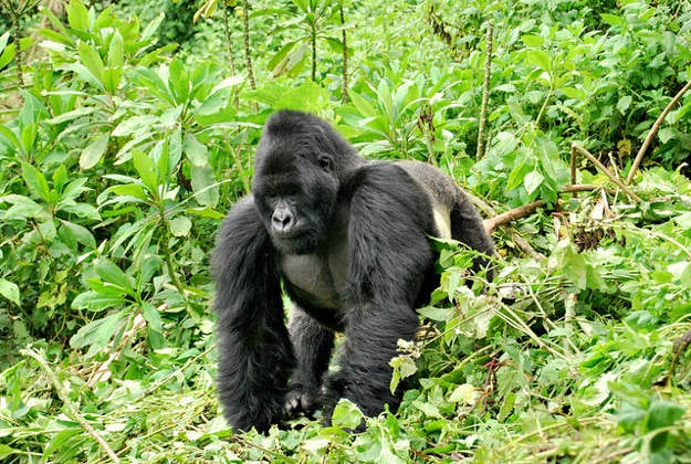 A silverback prowls the Volcanoes National Park.