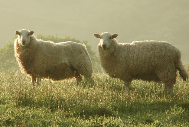 Novel sheep-tagging scheme planned for Wales.
