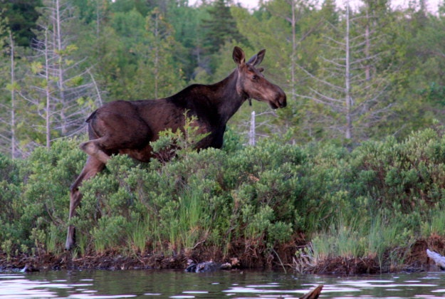 A wild moose