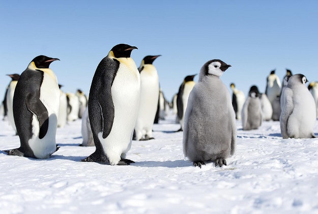  Antarctica, the 7th continent, is one of the most inhospitable places on the globe - unless you're a penguin