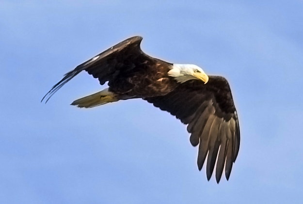 A bald eagle in flight
