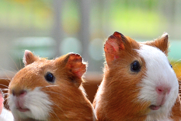 Guinea pigs run wild in San Francisco.