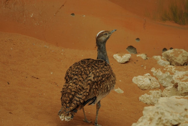 The endangered houbara bustard.