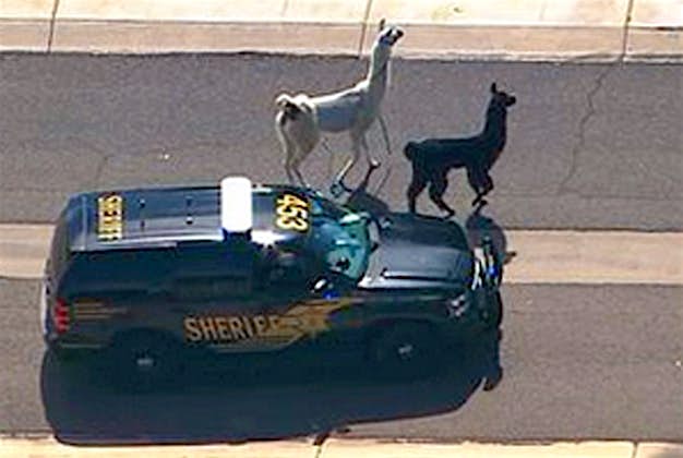 Travel News - llama argentina 3 A Maricopa County Sheriff's vehicle tries to herd two quick-footed llamas as they dash in and out of traffic before they were captured.