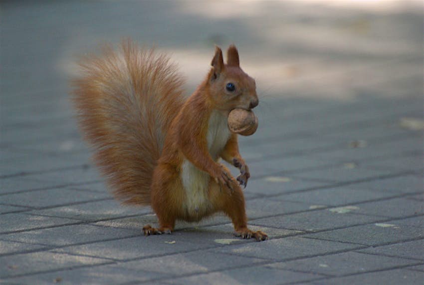 Travel News - squirrel11 Squirrel on the menu of one London upmarket Indian restaurant