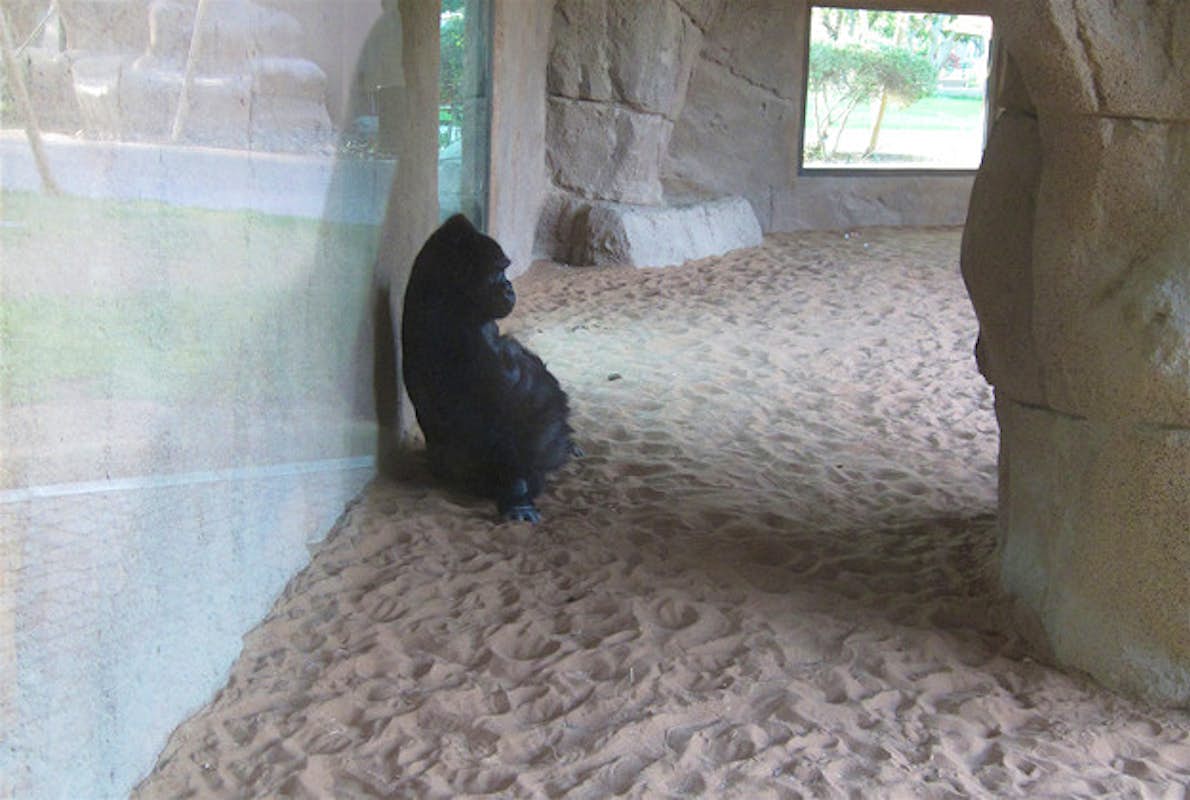 Lady The Gorilla Celebrates Her 40th Birthday With A Party At Al Ain Zoo Lonely Planet