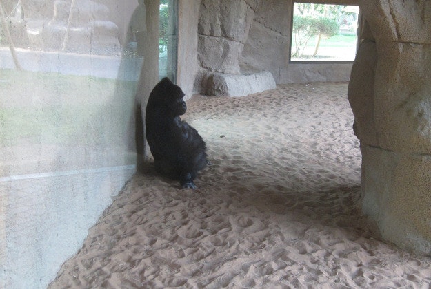 A gorilla takes five at the Al Ain Zoo.