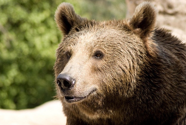 Bears on the slopes at Russia ski resort.