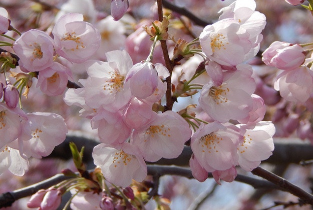 Cherry blossom, Washington, DC.