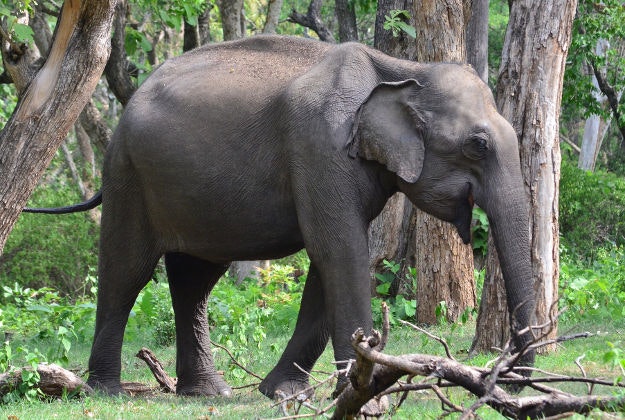 Wild elephants are being drawn into inhabited areas more frequently.