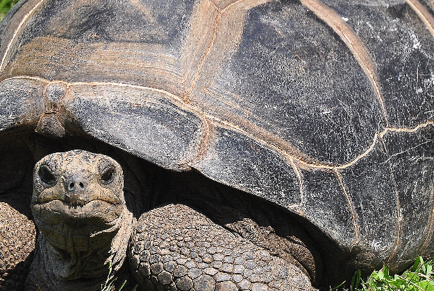 Giant turtle, Iowa.