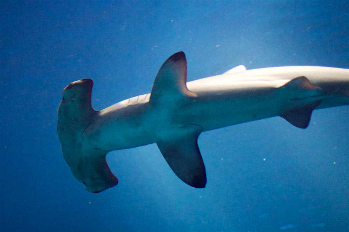 Costa Rica Suspends Hammerhead Shark Fin Exports Lonely Planet Costa Rica Suspends Hammerhead Shark Fin Exports Lonely Planet