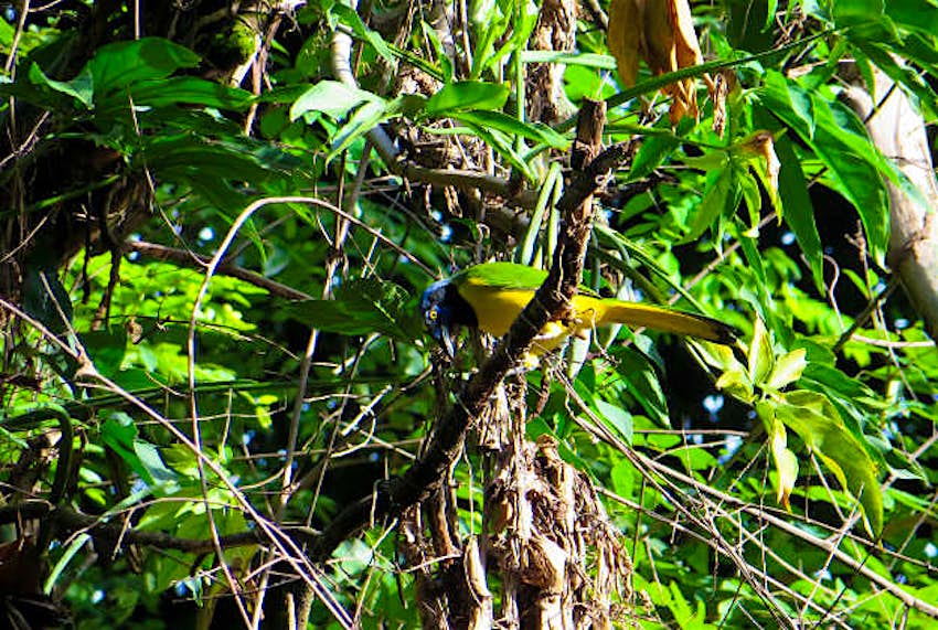 Travel News - Honduras Jungle The Honduras jungle.