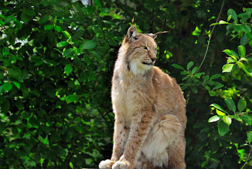 Travel News - Iberian lynx The endangered Iberian lynx.