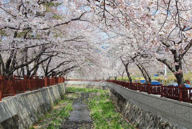 Cherry blossoms in Jinhae.