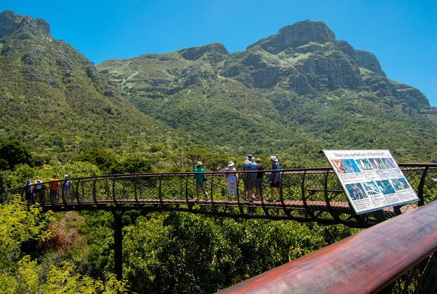 Tree canopy at the Kirstenbosch National Botanical Garden.