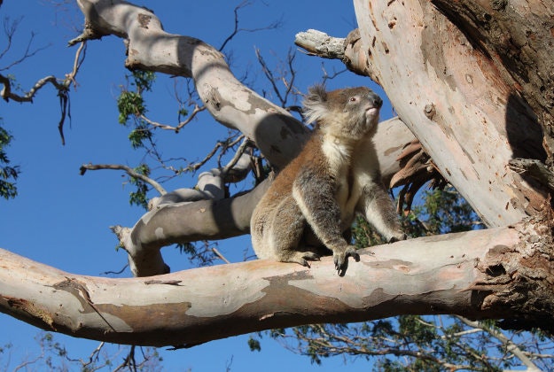 A Koala near Cape Otway.