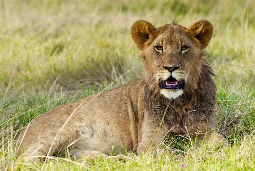 Travel News - Lion A young male lion keeps watch in South Africa.