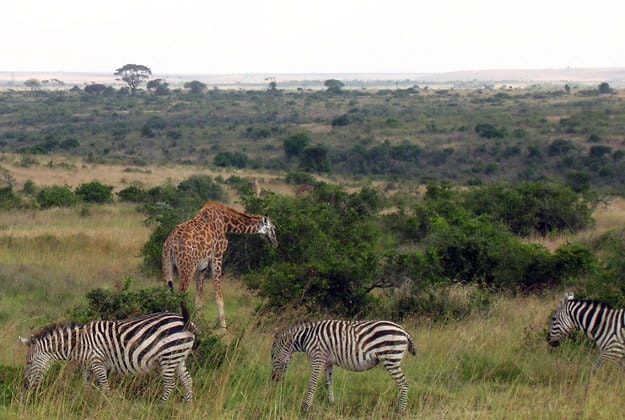 Nairobi National Park.