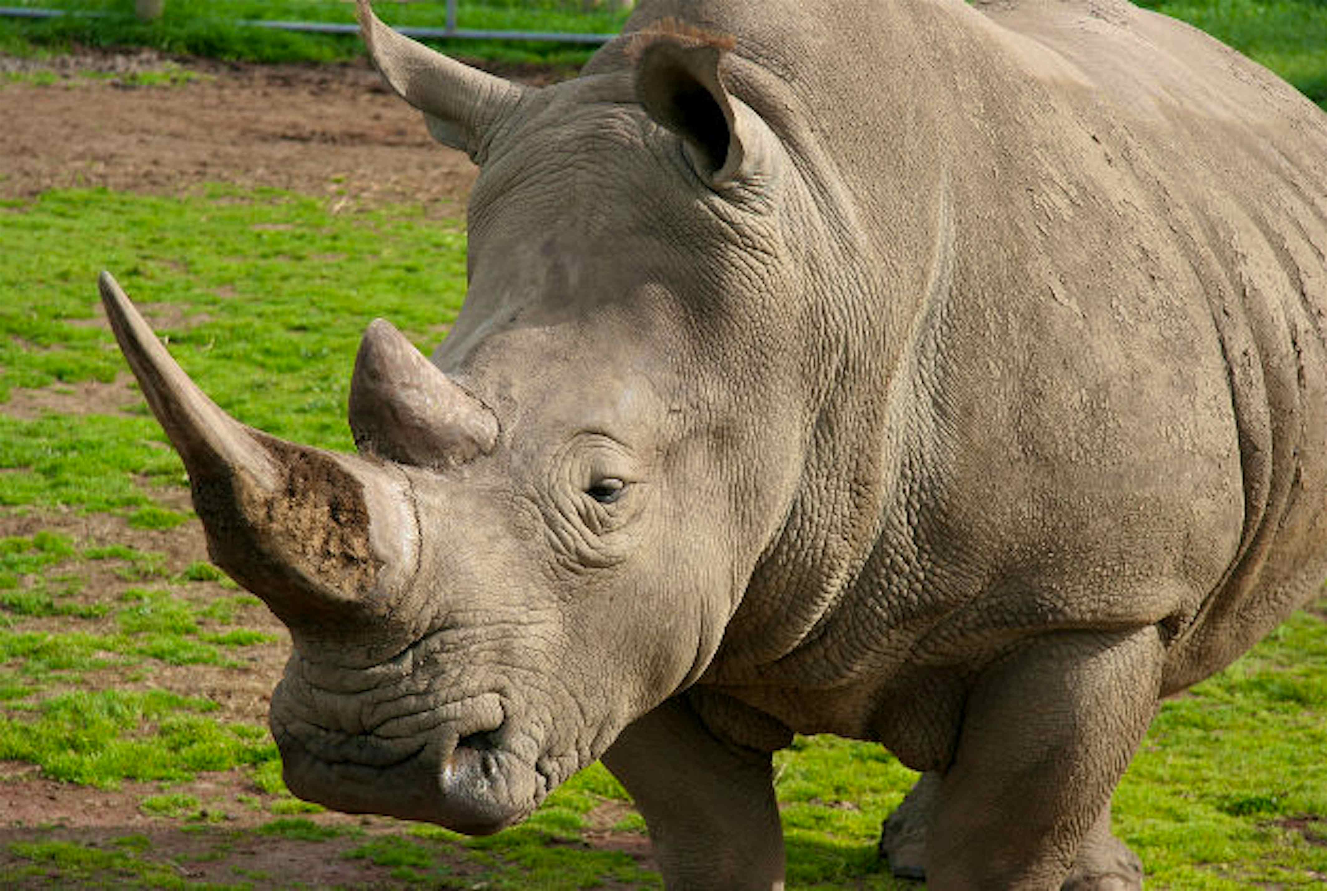 Носорог цвет. Носорог. Американский носорог. Нос носорога. Белый носорог фото.