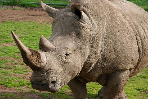 Urban rhino kills one and injures seven in Nepal - Lonely Planet