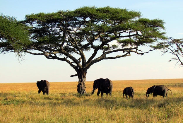Elephants in the Serengeti National Park, Tanzania.