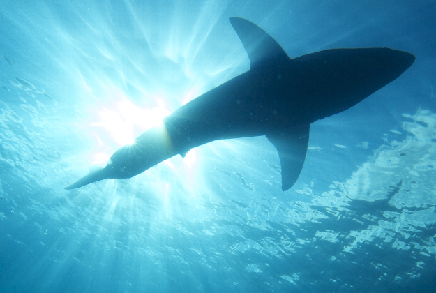 20-ft shark filmed near Isla Guadalupe.