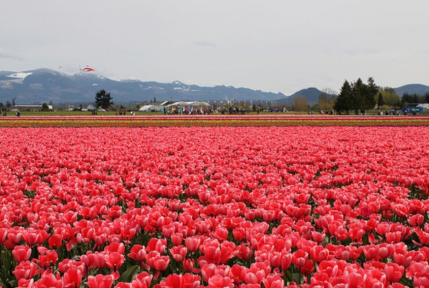 Skagit Valley Tulip Festival, 2010.