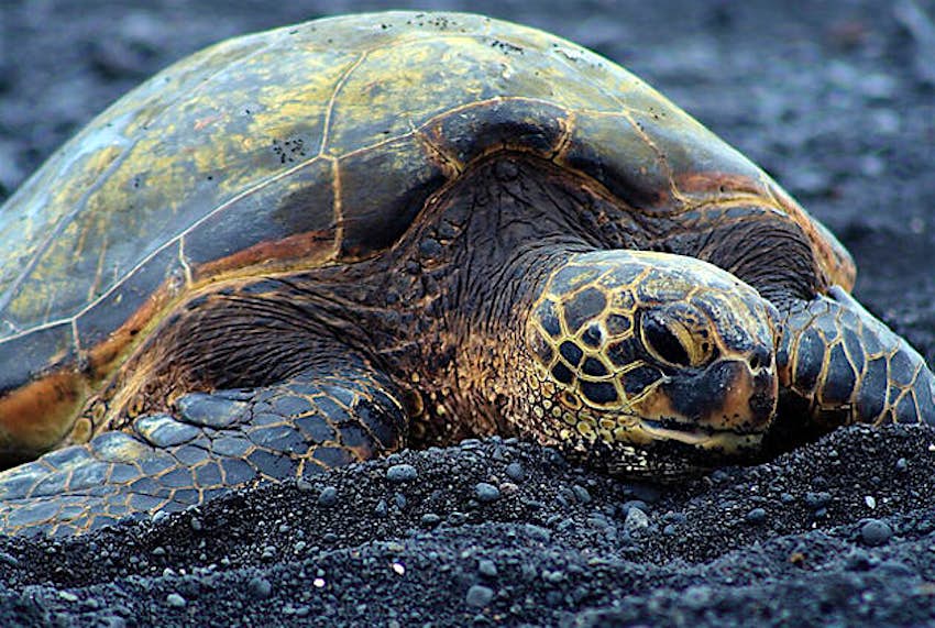Travel News - Turtle Laos resort found to be breeding endangered animals, such as turtles, for their meat.