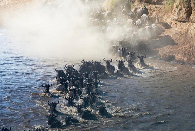 Wildebeest in the Masai Mara.