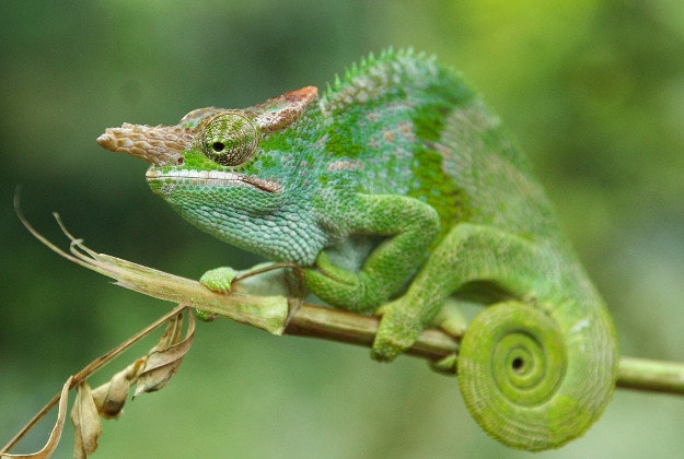 The chameleon's secret is revealed.