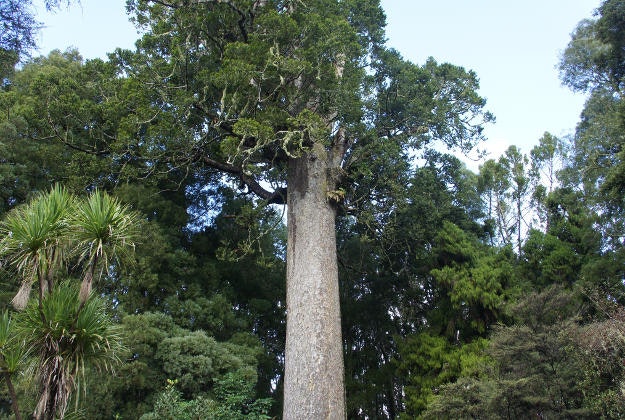 A kauri tree in New Zealand's Parry Kauri Park.