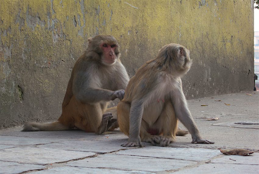 Travel News - monkeys1 Two monkeys have escaped from Belfast Zoo