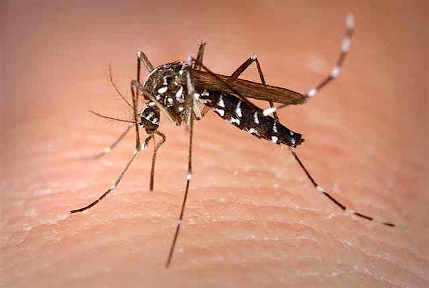 Travel News - mosquito1 The Asian tiger mosquito