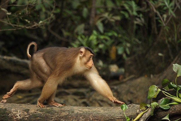 A pig-tailed macaque.