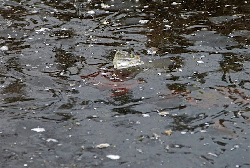 Travel News - pond ice1 A pond iced over