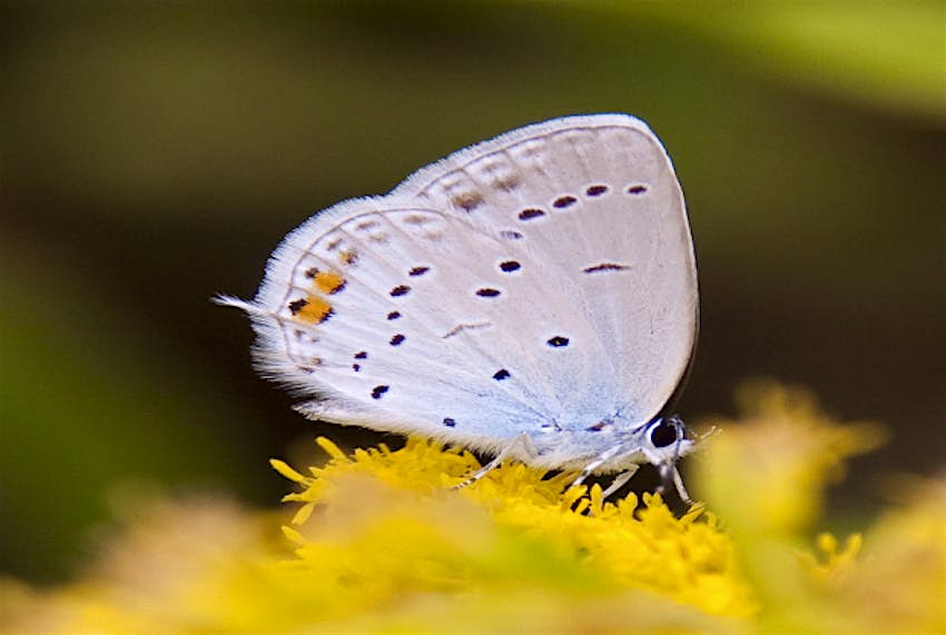 Travel News - small blue1 The Small Blue butterfly