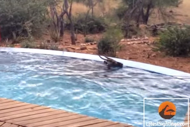A waterbuck takes a dip. - SCREEN GRAB FROM VID (NOT SURE HOW TO ATTRIBUTE THIS)