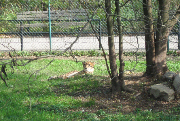 A cheetah relaxing in Cleveland Metropark Zoo.