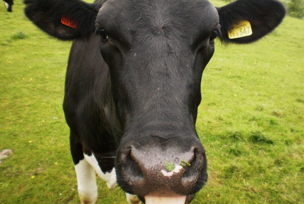 Cow mugshots are the solution to beef ban in Maharashtra.