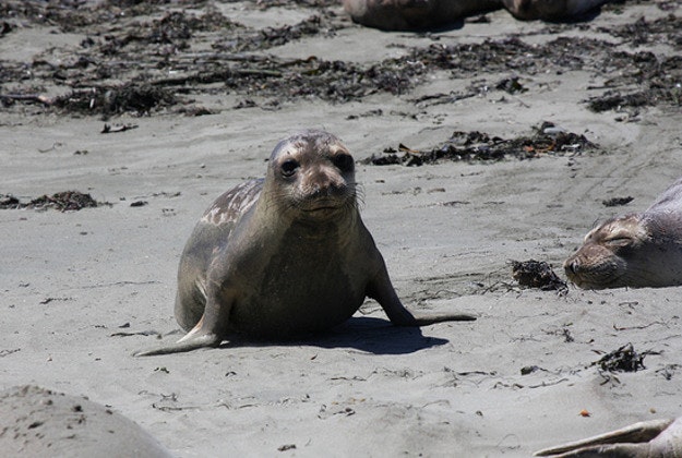 Baby elephant seal in San Luis Ibispo, California