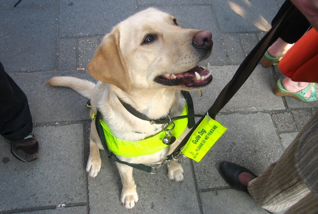 Guide dogs to be allowed on trains in China.