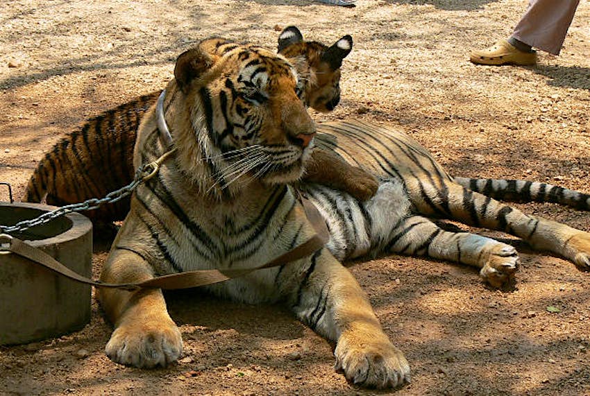 Travel News - Tiger Temple Tiger Temple forced to give up its main attraction.