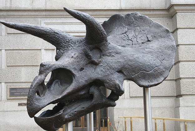 Triceratops skull at the Smithsonian, Washington, D.C.