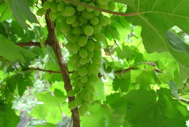 Grapes at the Xin Jiang vineyard.